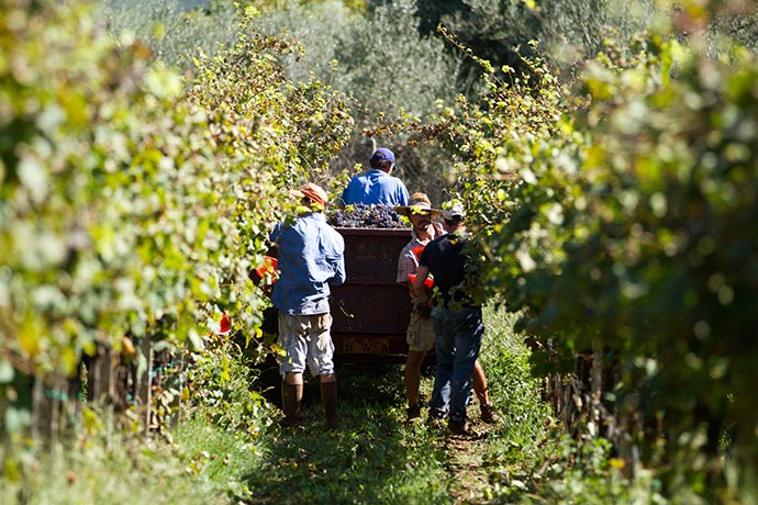 Weinlese