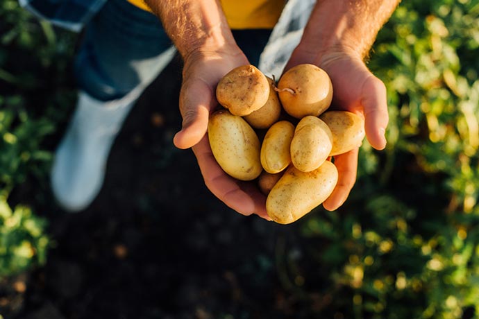 CHEFS CULINAR Kartoffeln direkt vom Feld