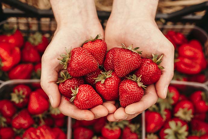 CHEFS CULINAR Erdbeeren