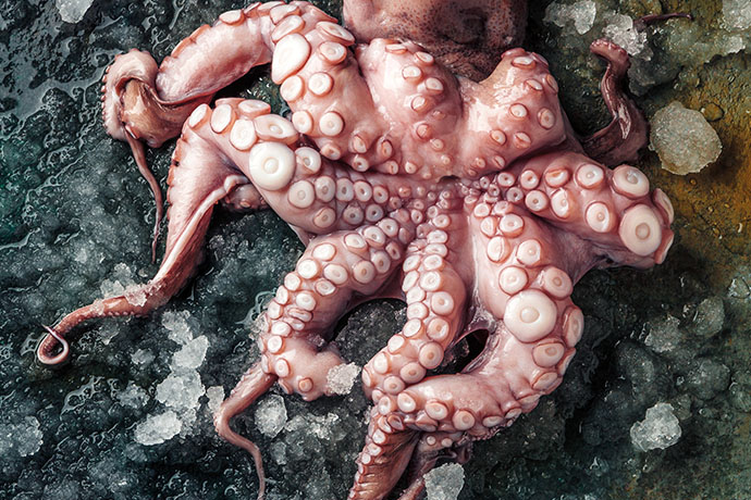 CHEFS CULINAR Pulpo