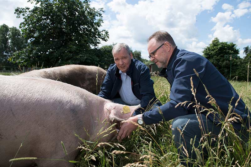Susländer Schweine aus Schleswig-Holstein