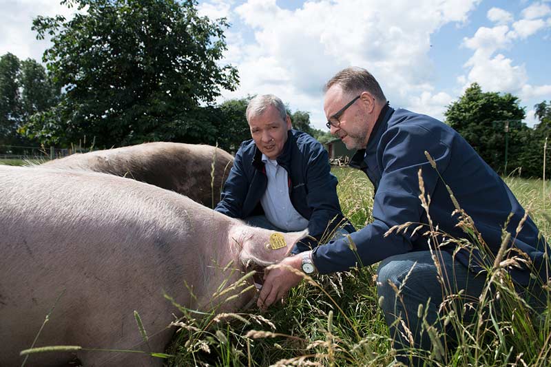 Wir schauen uns die Susländer Schweine aus der Nähe an