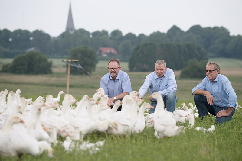 Maker Gänse aus Schleswig-Holstein