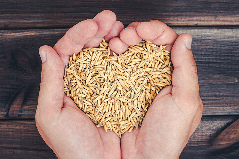 Hafer enthält weniger Gluten als andere Getreidesorten