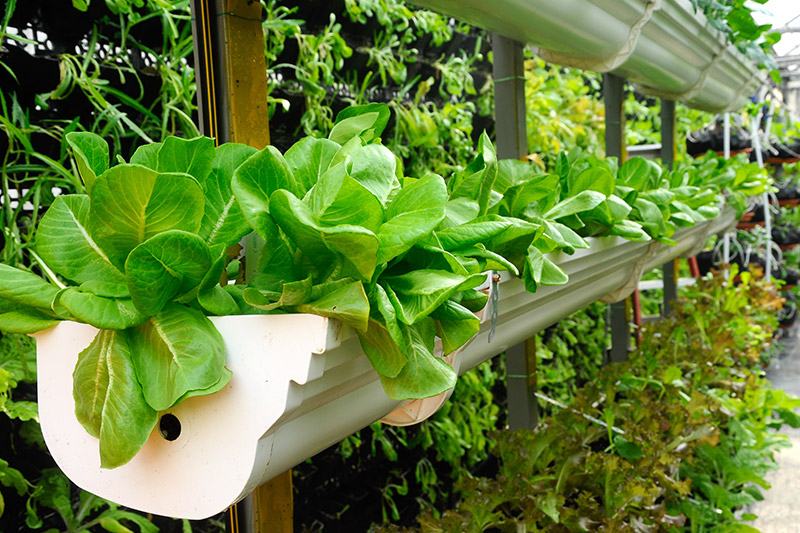 Pflanzen im Gewächshaus nach dem Prinzip des Vertical Farming