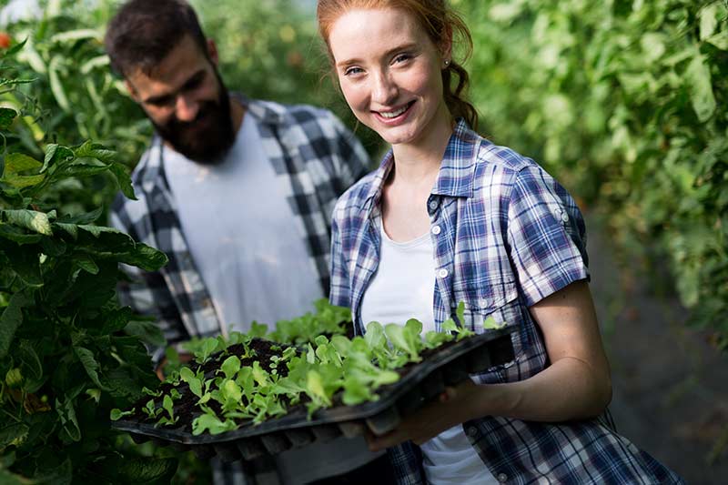 Ein Mann und eine Frau ernten Salat, der in einer vertikalen Farm gezüchtet wurde