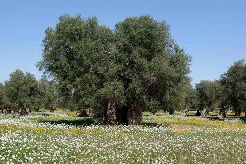 Die ältesten Olivenbäume von Primoljo sind 750 Jahre alt