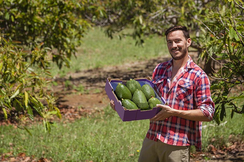 Stolz zeigt der australische Farmer David Groves seine Riesen-Avocados, die er gezüchtet hat