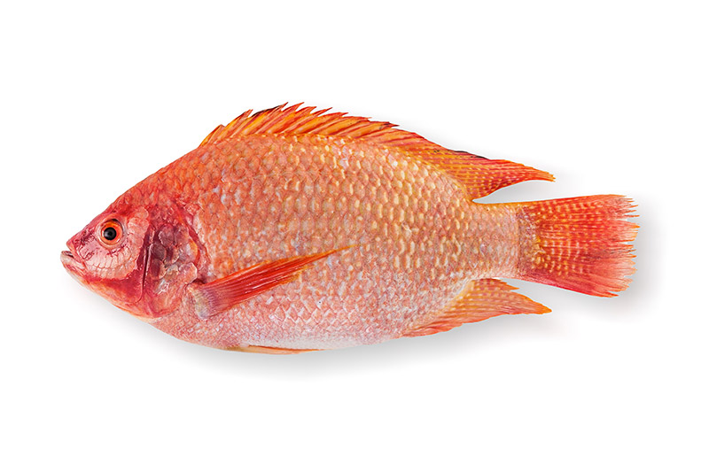 Red Snapper