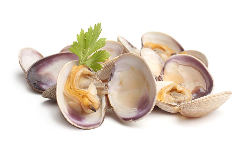 clams là gì