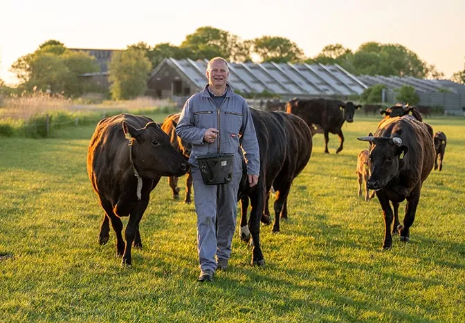 Wagyu aus Nordfriesland