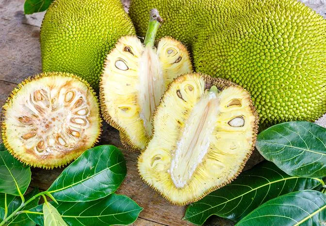 Jackfruit – pflanzliche Fleischalternative